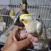 عروس هلندی لوتینو طاوسی مرغ عشق طوطی قناری کبوتر