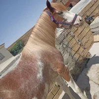 اسب  مادیان خرسان درجه یک