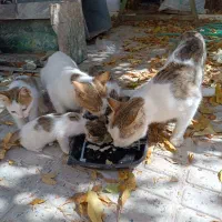 واگذاری بچه گربه|گربه|ازنا, |دیوار