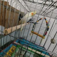 جفت عروس هلندی|پرنده|علی‌آباد کتول, |دیوار