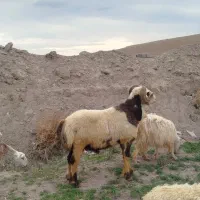 بره شیشک تخمی کیلویی ۶۳۰