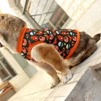 لباس حیوانات خانگی|لوازم جانبی حیوانات|تهران, امام خمینی|دیوار