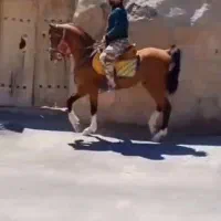 نریان دره شور