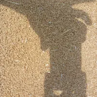 فروش گندم بذری