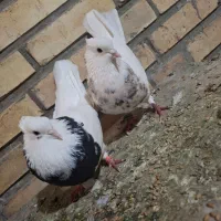 طوقی کرمانشاهی جفت