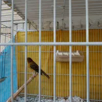 قناری نر مست بخون