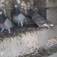 کبوتر پرشی|پرنده|کوهمره, |دیوار