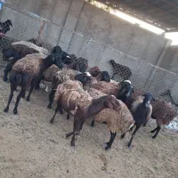 میش شیشک