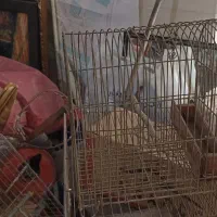 قفس پرنده خانگی|لوازم جانبی حیوانات|کرج, باغستان|دیوار