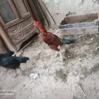 خروس|حیوانات مزرعه|فیرورق, |دیوار