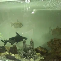 ماهی گوشتخوار بزرگ