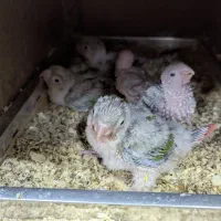 جوجه گرینچیک اکستریم