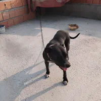 پیت بول دو ساله واکسن خورده