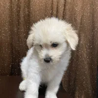 فروش شتیزو تریر اصل پاکوتاه سفید