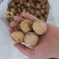 گردوی و درجه یک و کاغذی