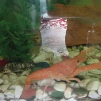 بچه لابستر|ماهی|گرگان, |دیوار