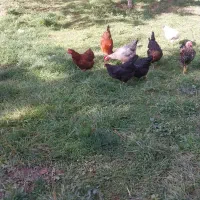 ۷ عدد مرغ تخمگذار