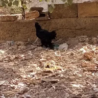 مرغ مرندی|حیوانات مزرعه|قم, باغ کرباسی|دیوار