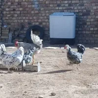 تخم مرغ گلین|حیوانات مزرعه|معصومیه, |دیوار