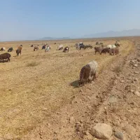 فروش ۴۰ راس بز داشتی|حیوانات مزرعه|اصفهان, شهرستان|دیوار