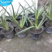 گل آلورا|گل و گیاه طبیعی|گرگان, |دیوار