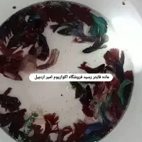 اکواریوم امیر|ماهی|اردبیل, |دیوار