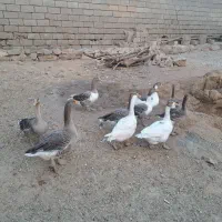 غاز|حیوانات مزرعه|شوشتر, |دیوار