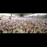 جوجه بوقلمون بیوتی۶ و دان مخصوص