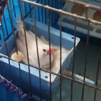 فنچ