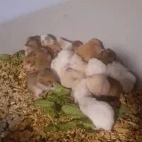 دنیای همستر|موش و خرگوش|اصفهان, ناصرخسرو|دیوار