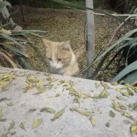 زمین-مسکونی-60-متر-اشرف-اباد