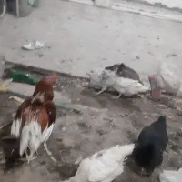 مرغ محلی|حیوانات مزرعه|آبیک, |دیوار