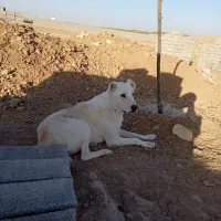 سگ گله|سگ|رضویه, |دیوار