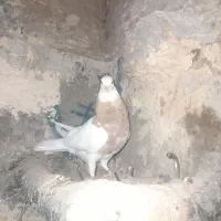 طوقی کارتونی|پرنده|ایذه, |دیوار