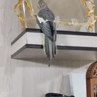 ماده سینامون اماده