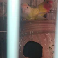 فنچ و کوتوله