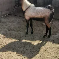 قوچ لاکن و نر بز آلپاین