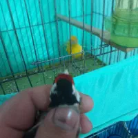 سهره|پرنده|دامغان, |دیوار