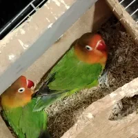 برزیلی به شرط مولد بودن|پرنده|قائم‌شهر, |دیوار