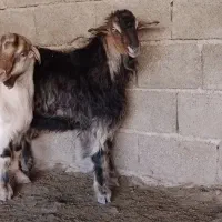 دو بزغاله نر نژاد سه قلو|حیوانات مزرعه|ملکشاهی, |دیوار