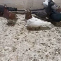 کفتر یا کبوتر