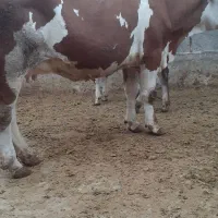گاوگوساله دار