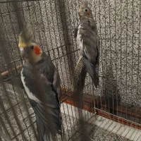 عروس هلندی مولد تخمگذار