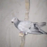 کبوتر آلمانی و رنگه|پرنده|مشهد, هفده شهریور|دیوار
