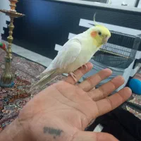 عروس هلندی سخنگو|پرنده|کرج, اسدآباد|دیوار