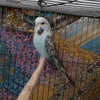 یک جفت مرغ عشق