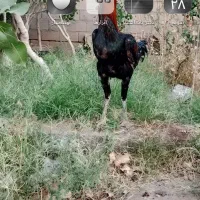 فرش طرح عکس خروس