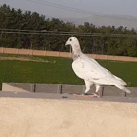 کبوتر جوجه. قورگی  ابلغ سار