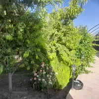 تبرئه دیوار/250 متر چهاردیواری/داخل مجموعه