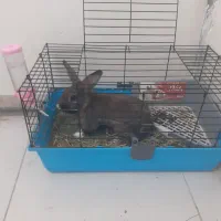 خرگوش نر ،یکونیم ساله|موش و خرگوش|تهران, تهرانپارس شرقی|دیوار